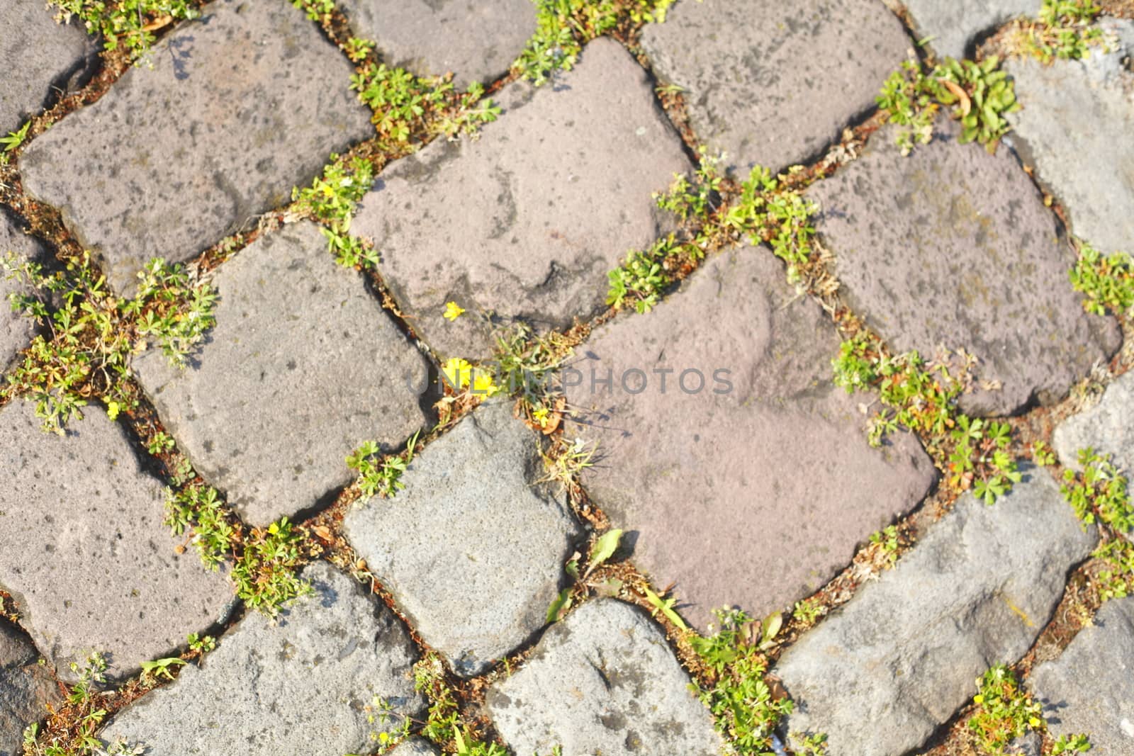 Paving Stones