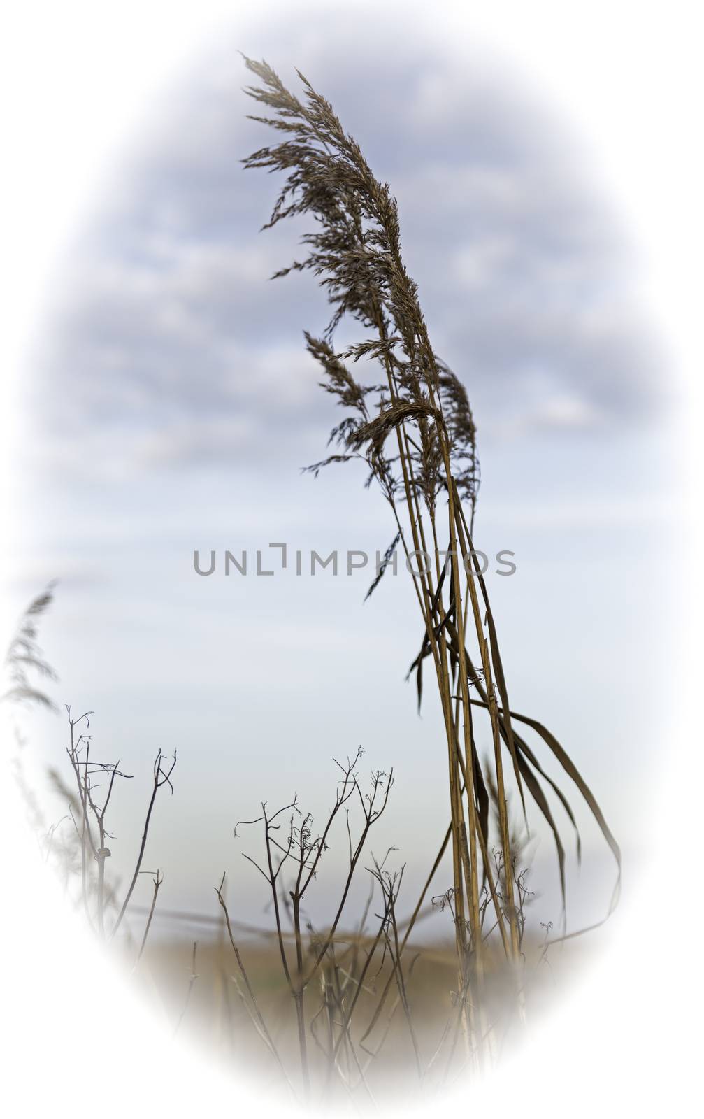 dry wheat plant in nature as card or codolence