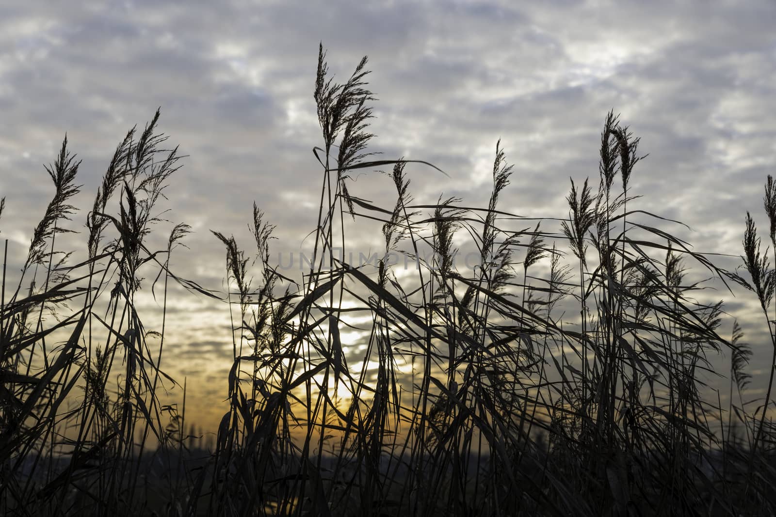 dry wheat plants in sunset by compuinfoto