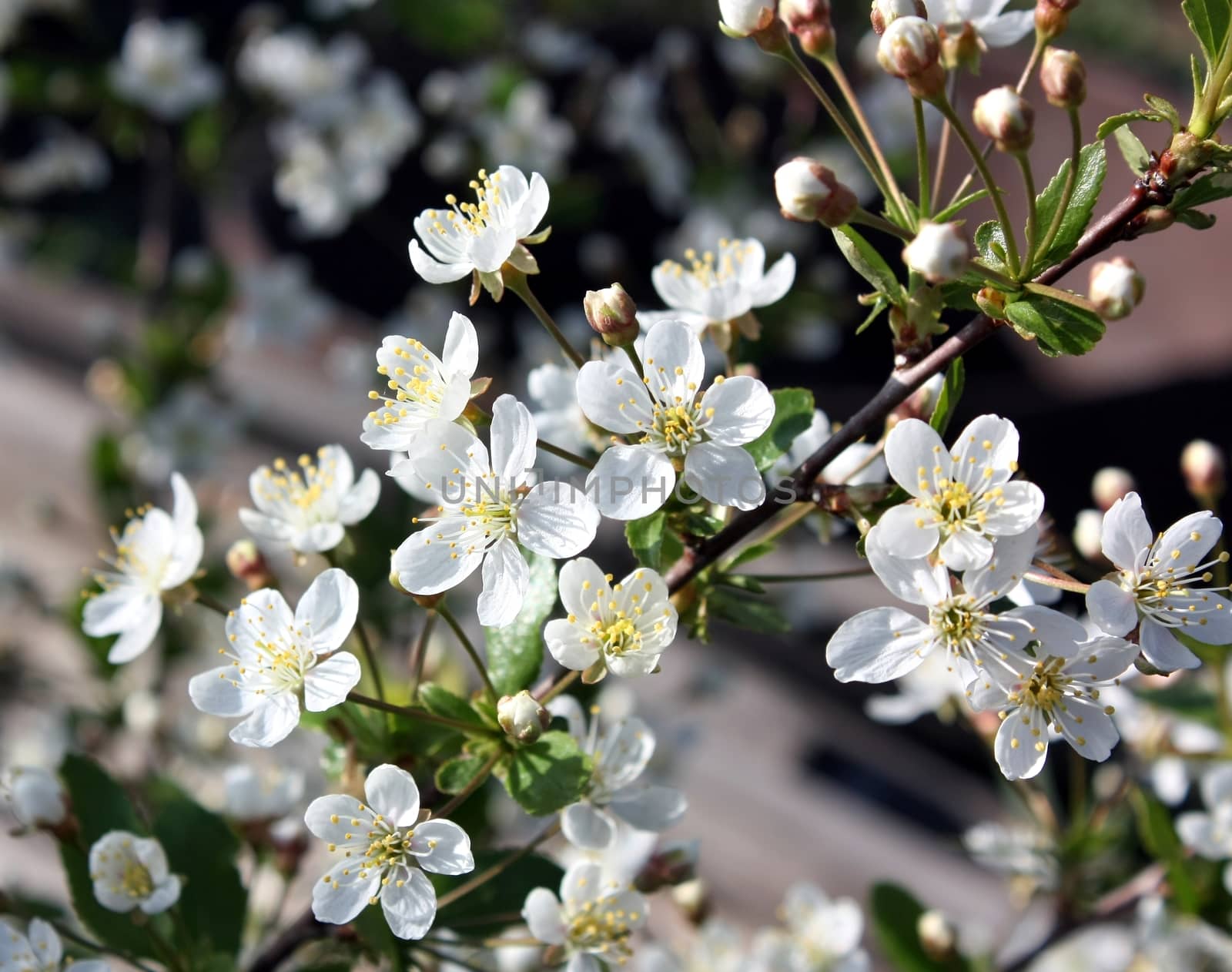 Flowers of the cherry blossoms on a spring day