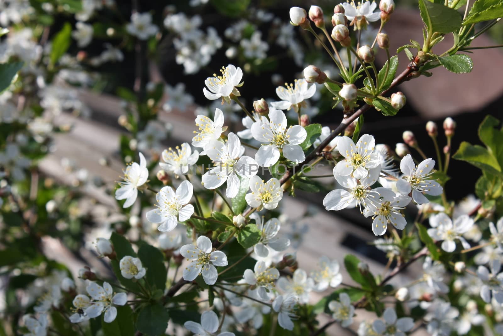 Flowers of the cherry blossoms on a spring day