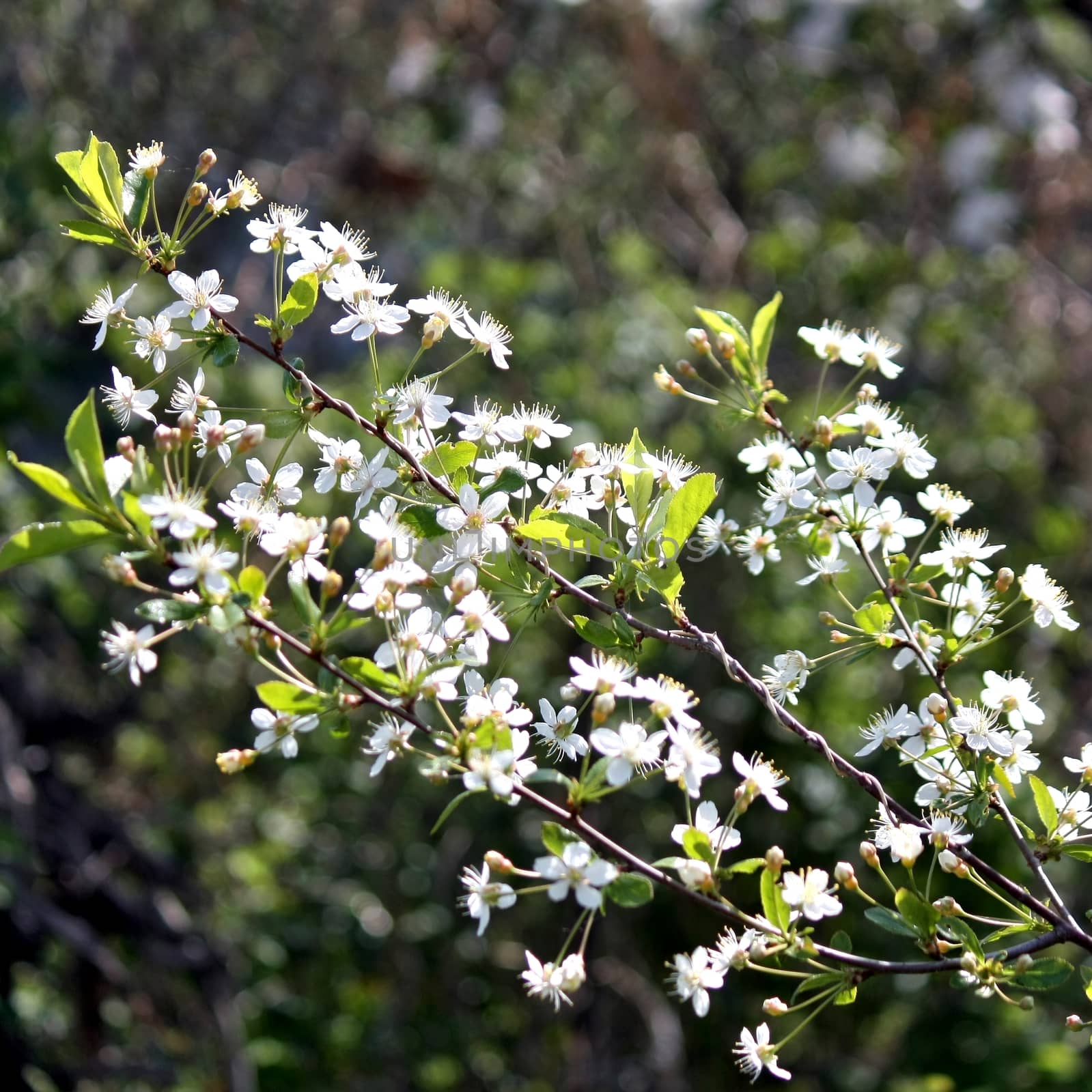 Flowers of the cherry blossoms on a spring day
