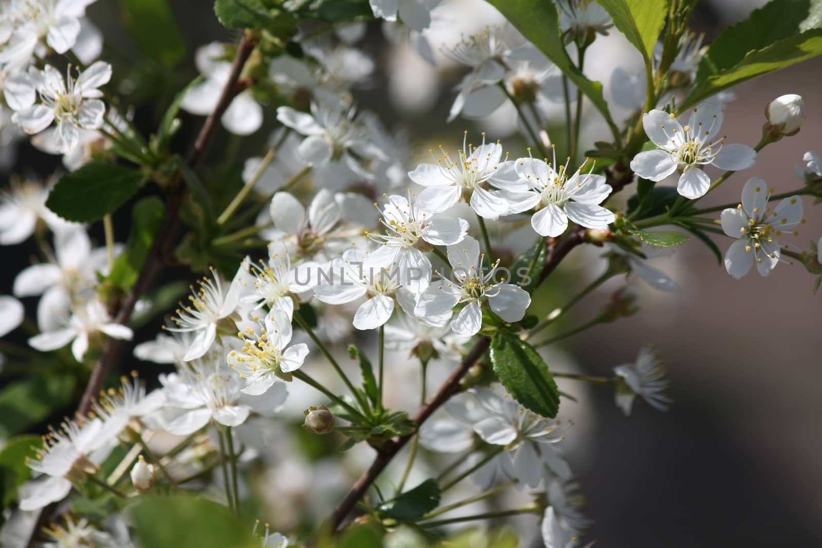 Flowers of the cherry blossoms on a spring day
