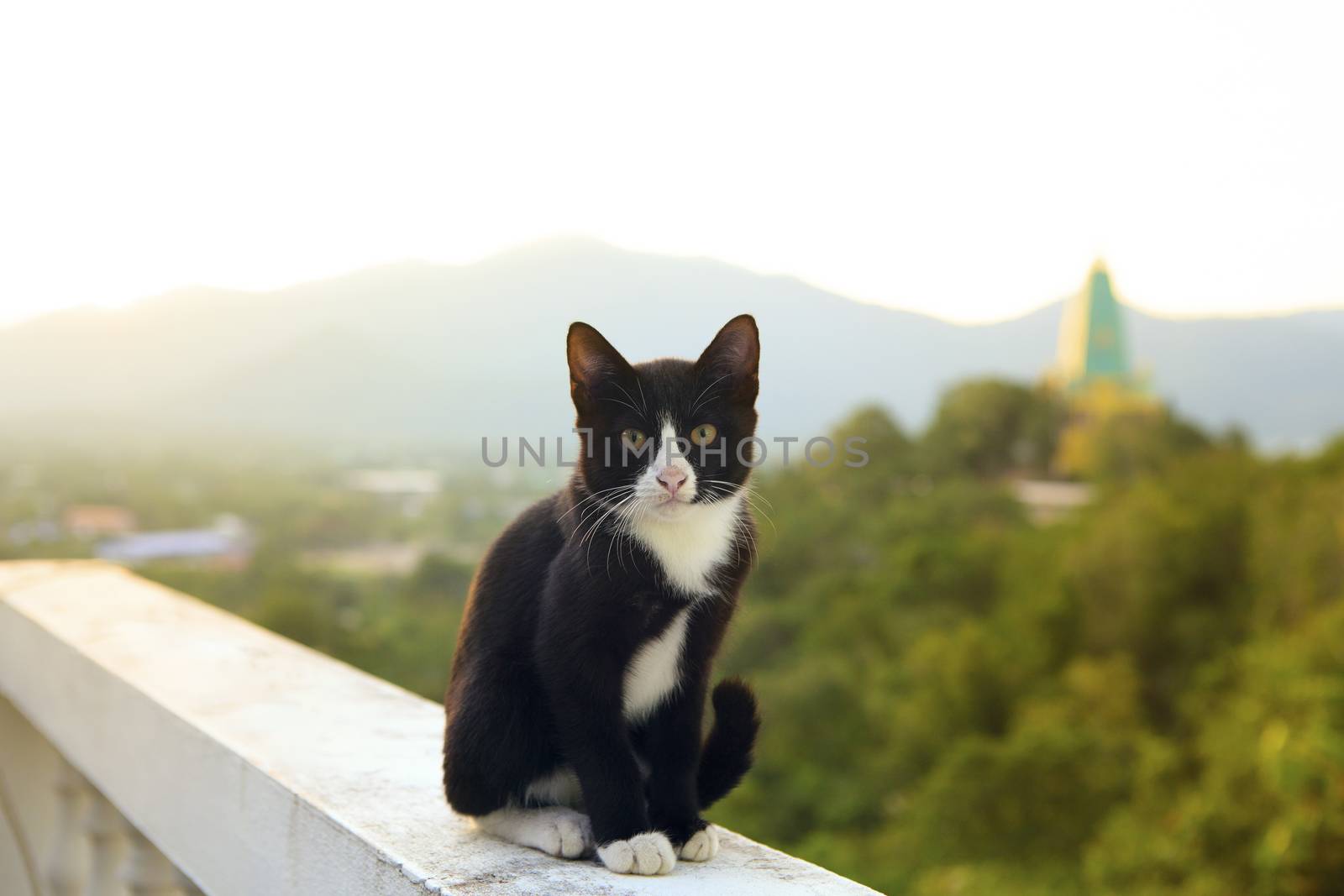 lovely thai black and white cat sitting on terrace against beaut by khunaspix