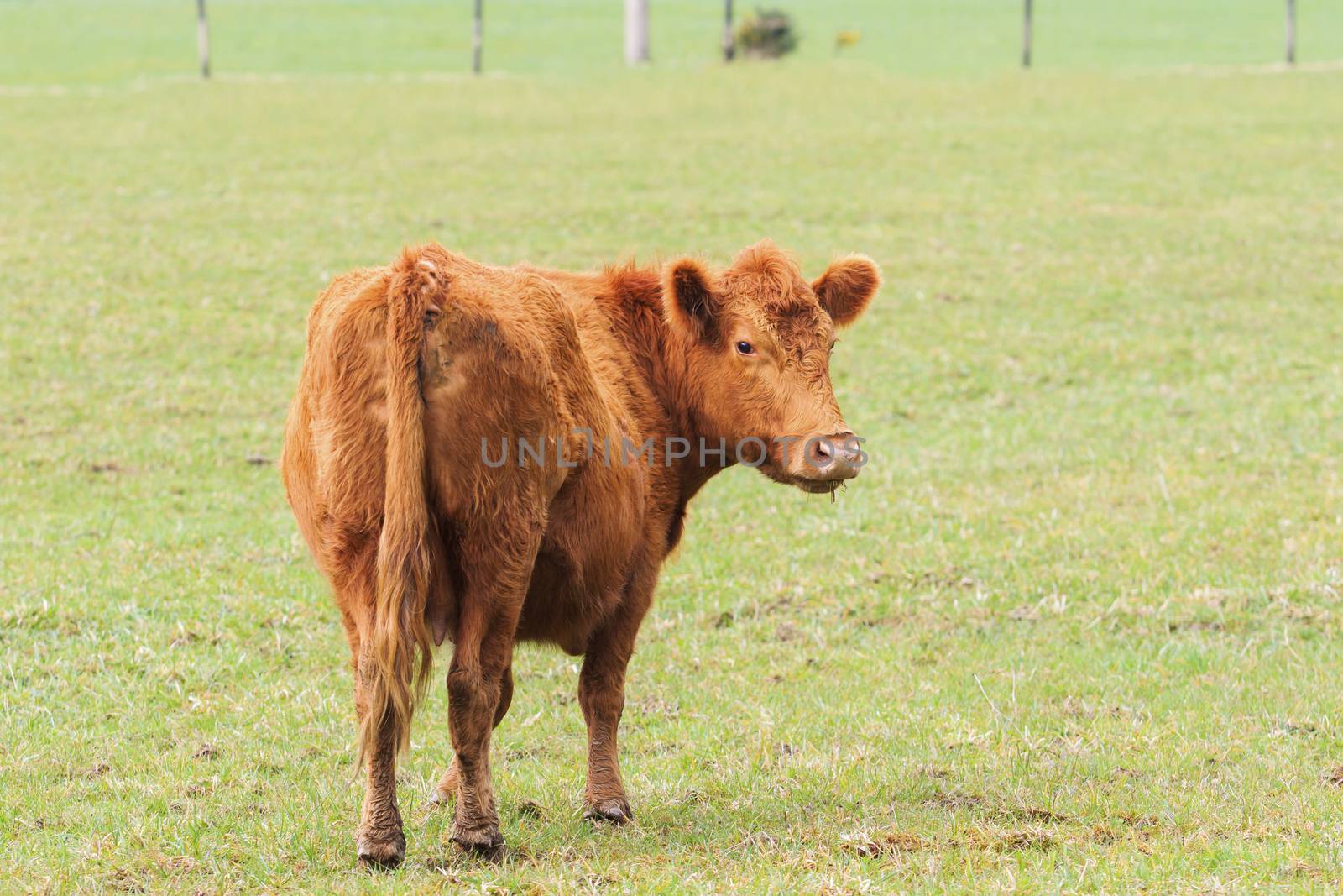 cow ,livestock in new zealand farm field by khunaspix