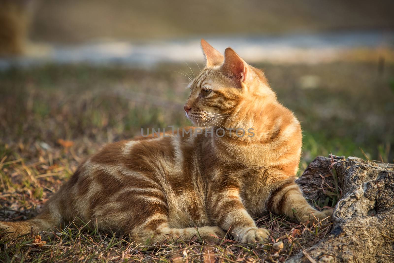 cat lying on field by khunaspix