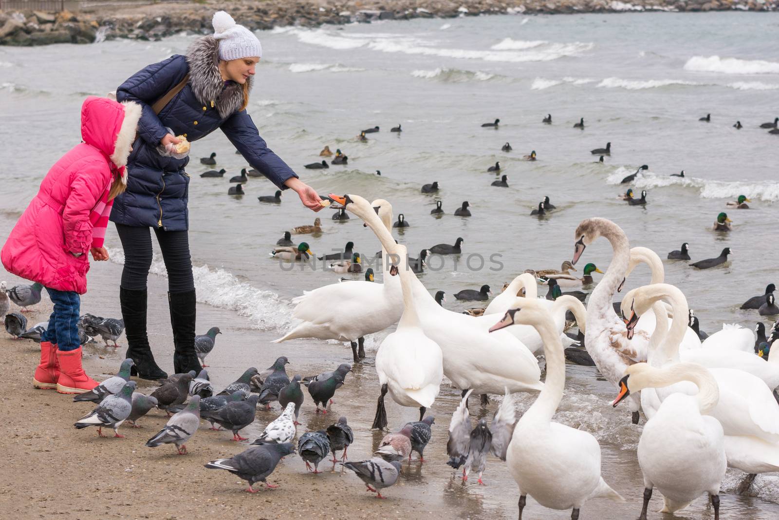 Family feeding white swans on the sea coast in winter by Madhourse