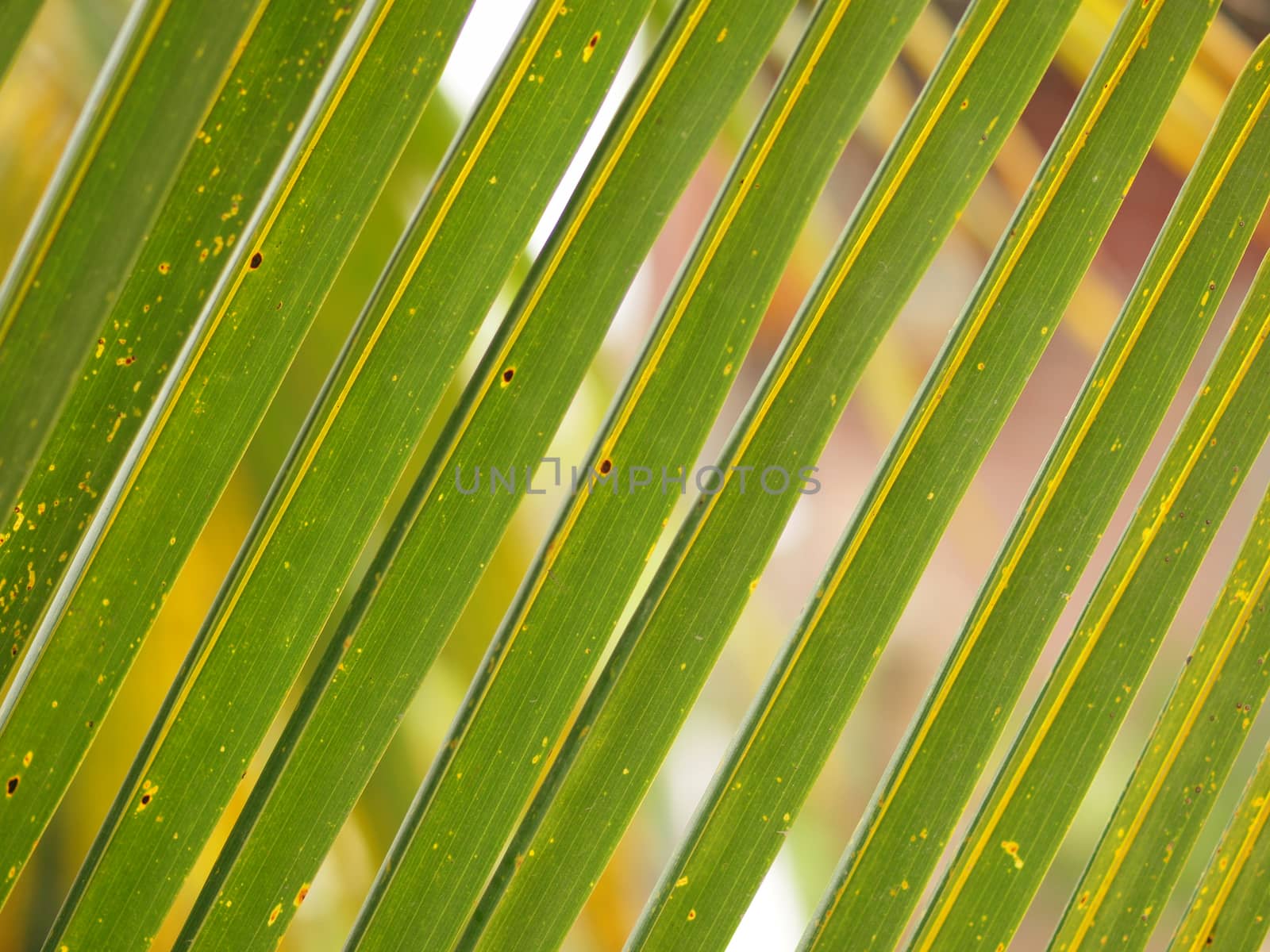 COCONUT LEAF IN PATTERN by PrettyTG