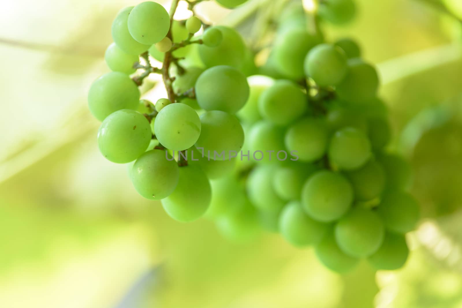 Grapes in the sun by wdnet_studio
