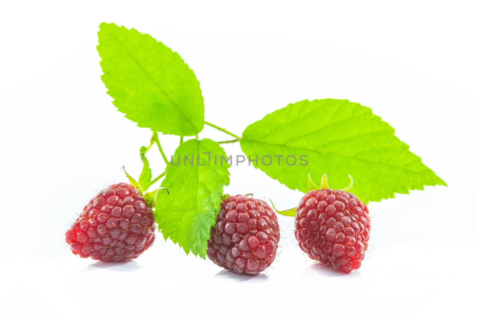 Sprig of fresh raspberry and green leaf isolated on a white background