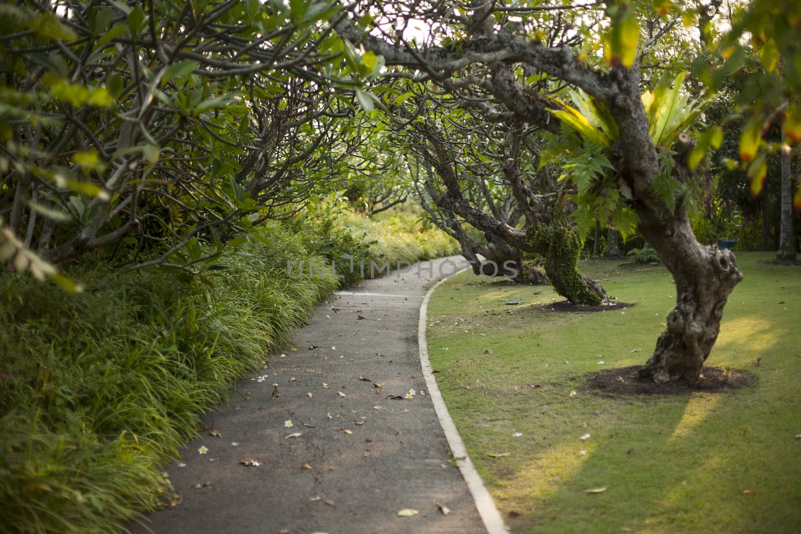 Trees alley in Singapore city by Vanzyst