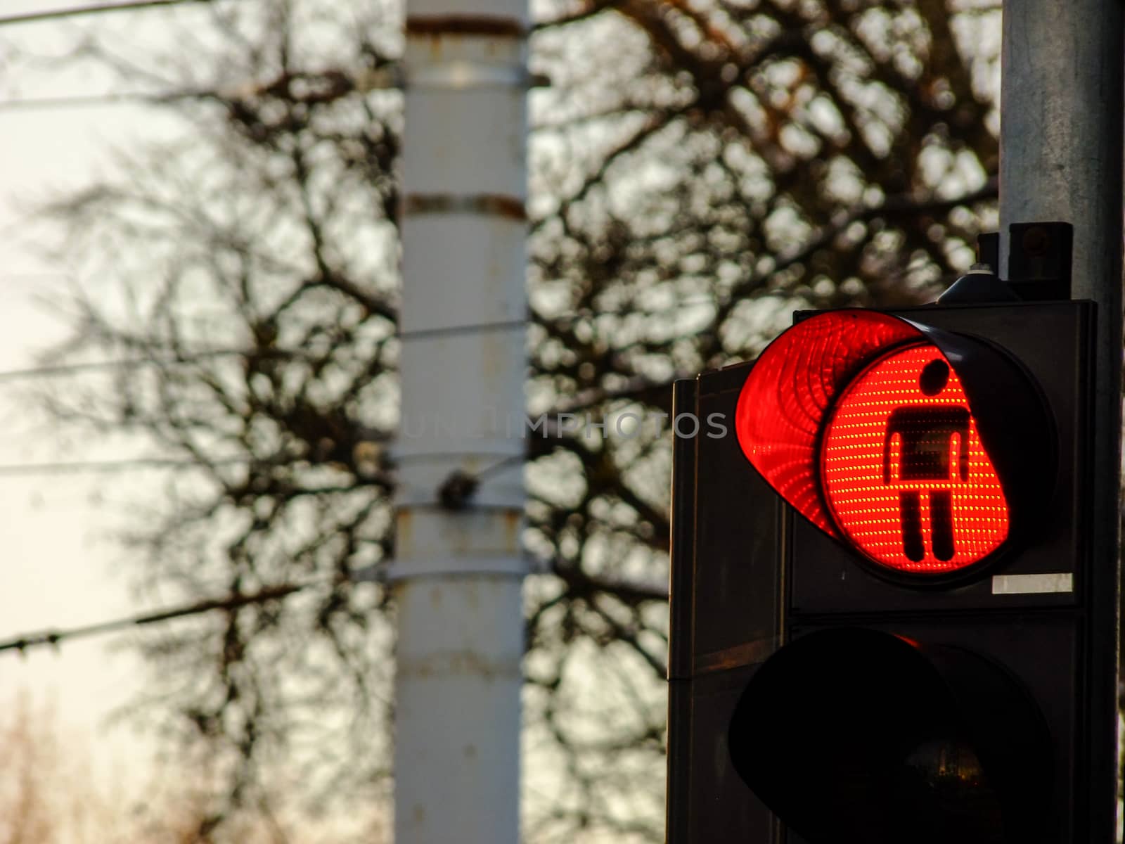 Red Traffic Light for Pedestrian Crossing in the Background of Trees