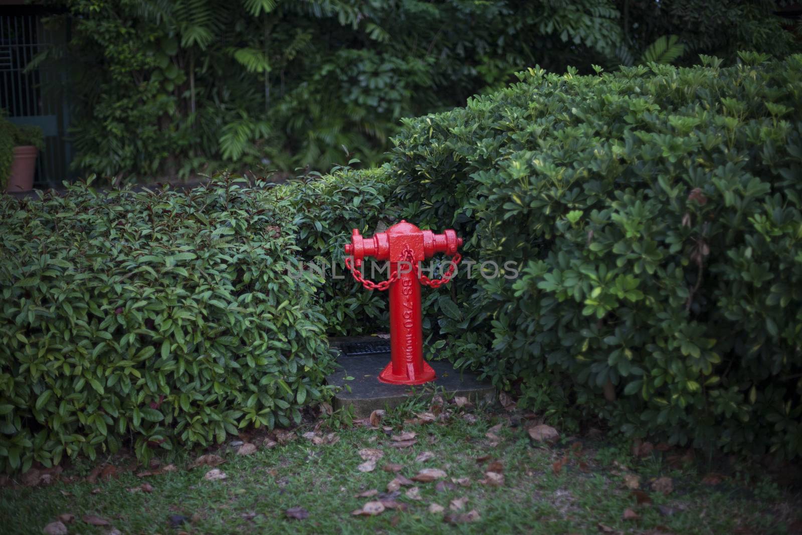 A red fire hydrant in a green park