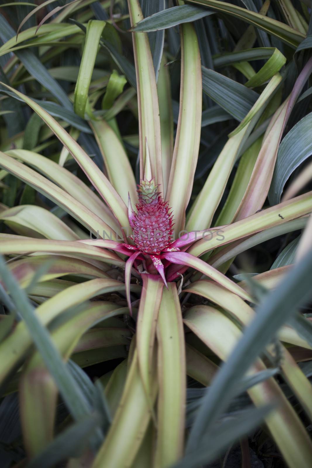 Pineapple growing on small pineapple plant on the farm