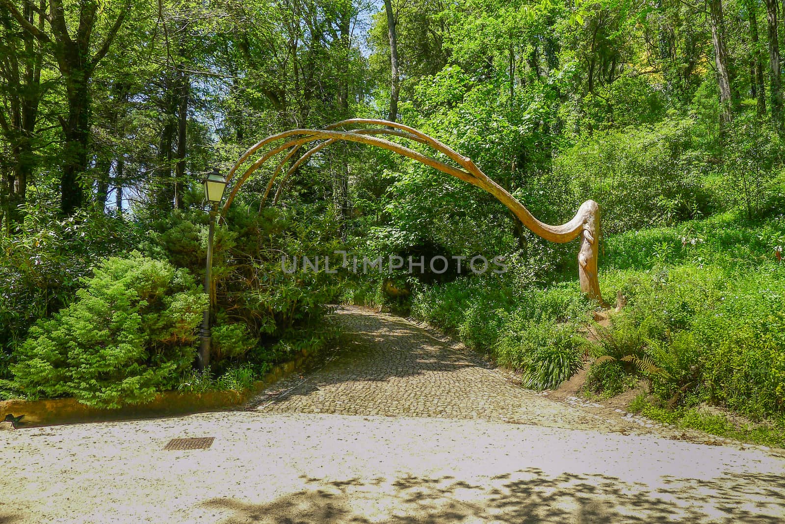 Tree curving round in a park in Sintra Portugal