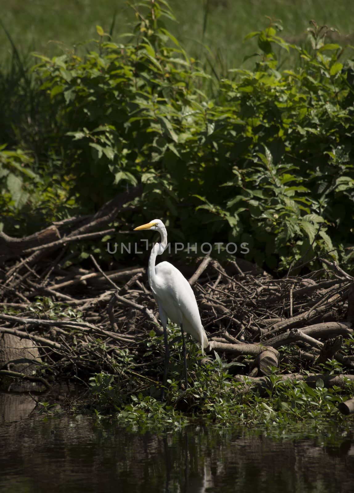 Great egret (Ardea alba) near a pond shore