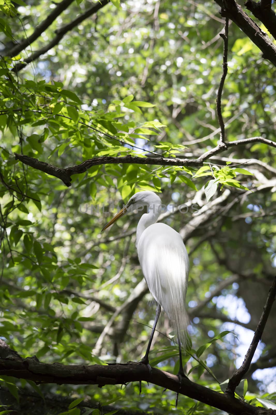 Great egret in a tree