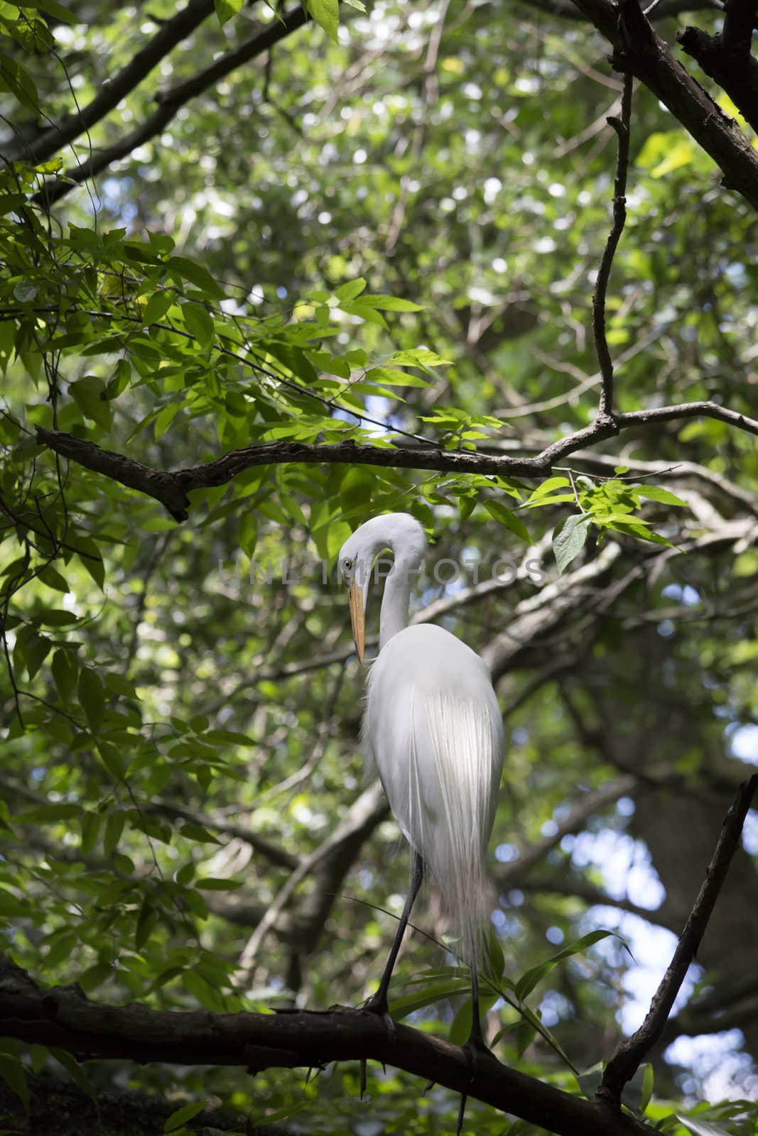 Great egret grooming in a tree
