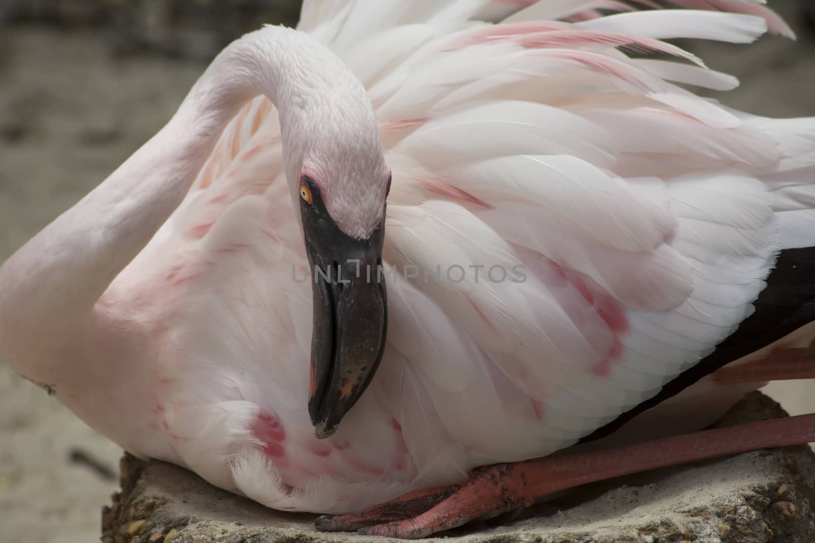 Flamingo guarding eggs