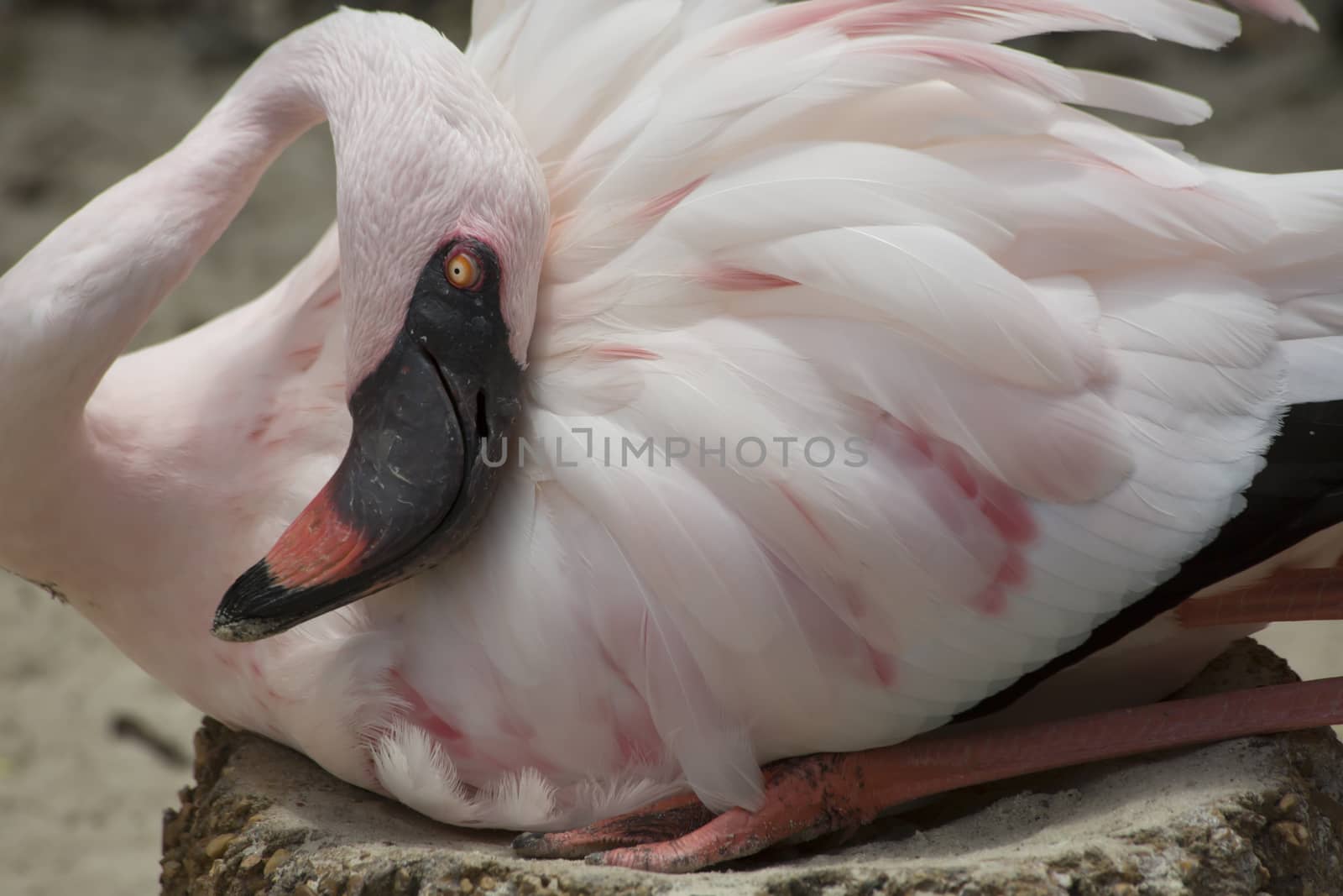 Flamingo guarding eggs
