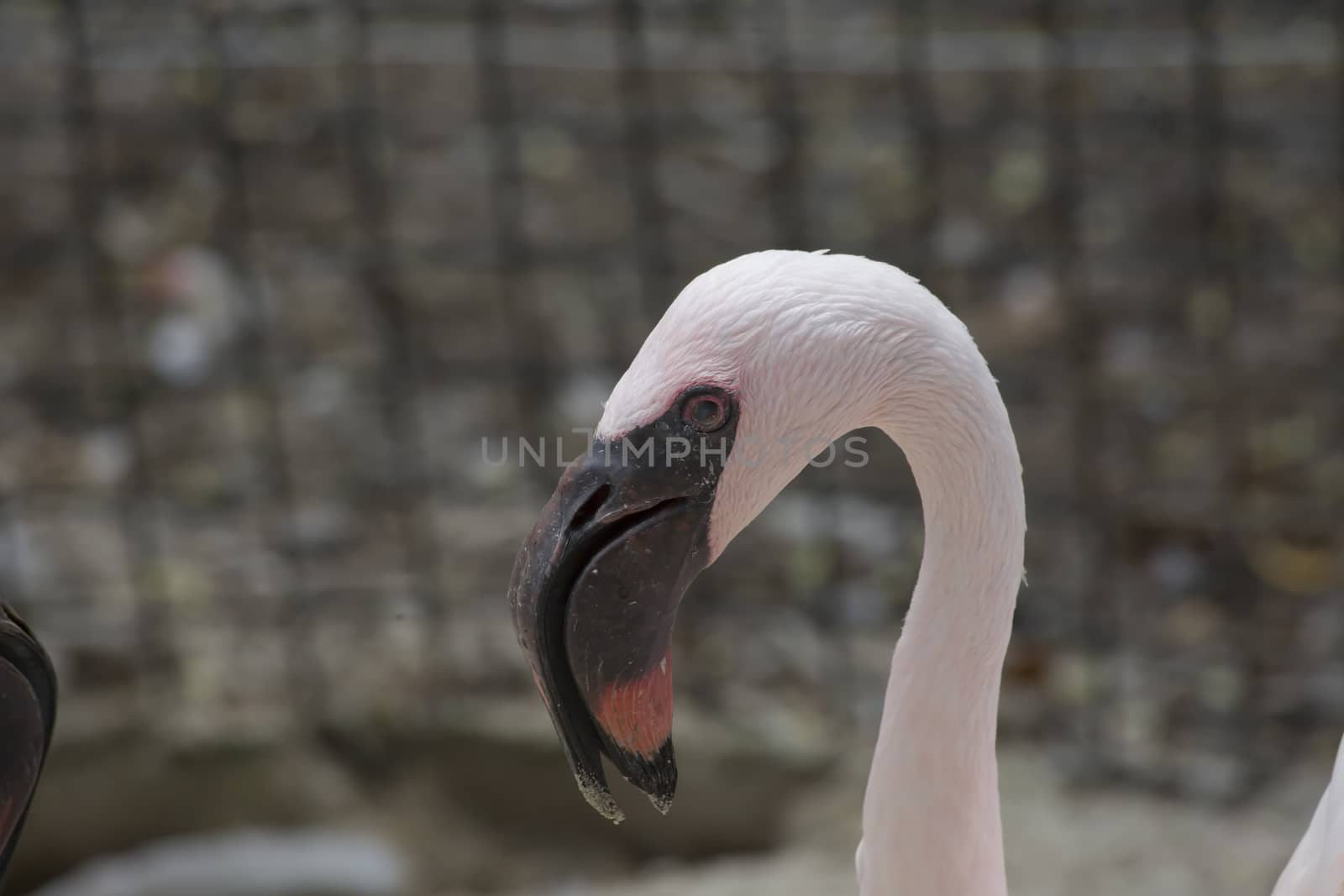 Close up of flamingo