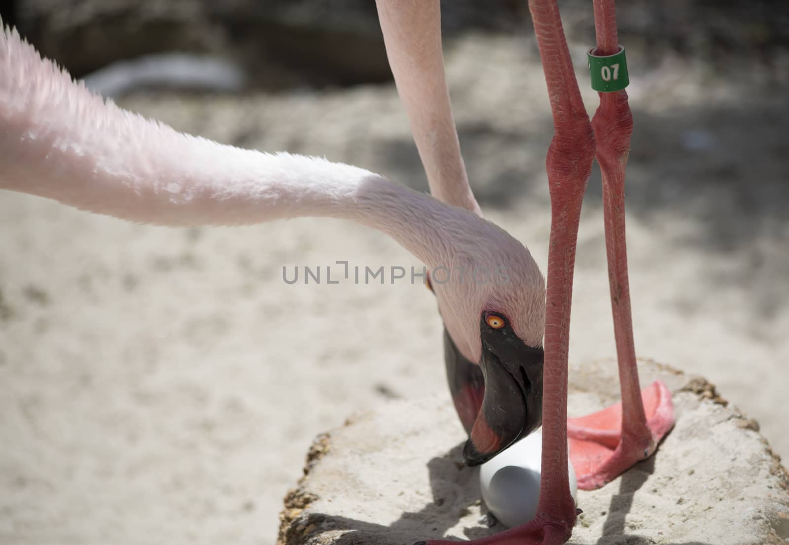 Flamingos guarding eggs