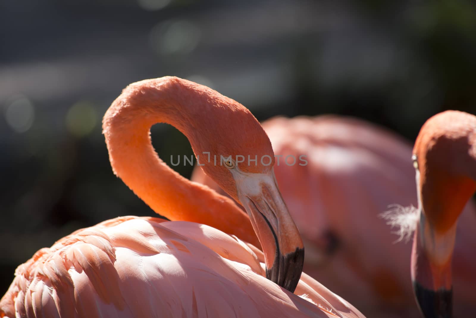 Flamingos grooming