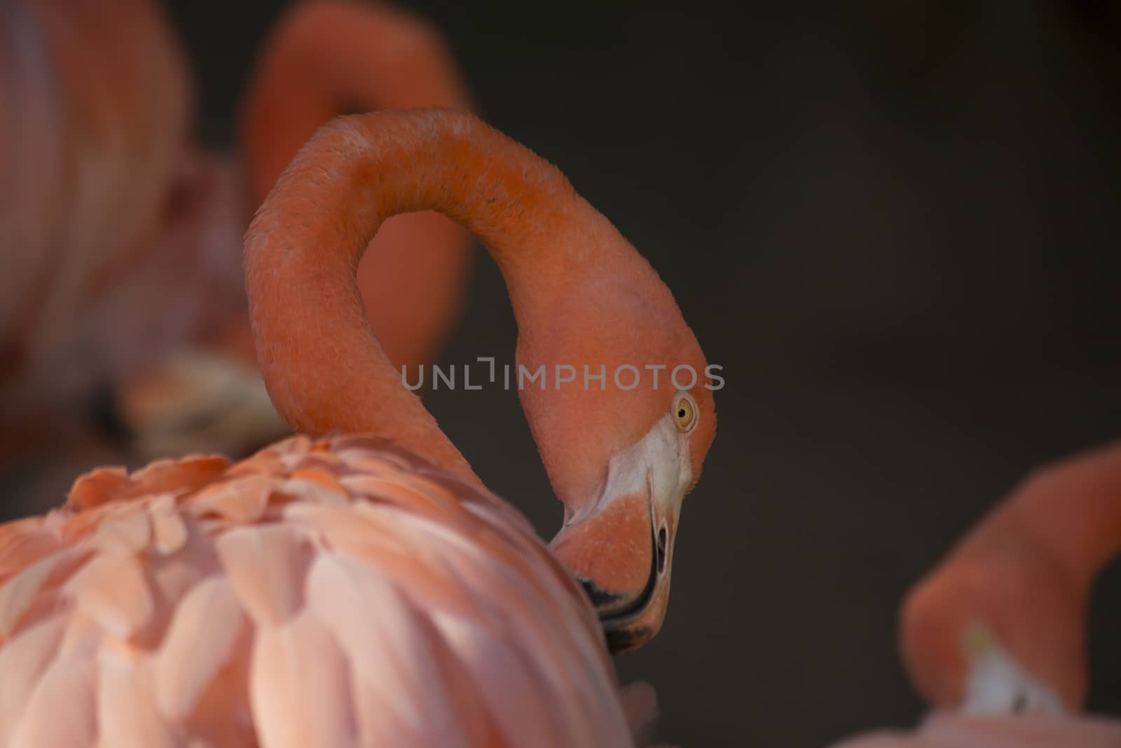 Flamingos grooming