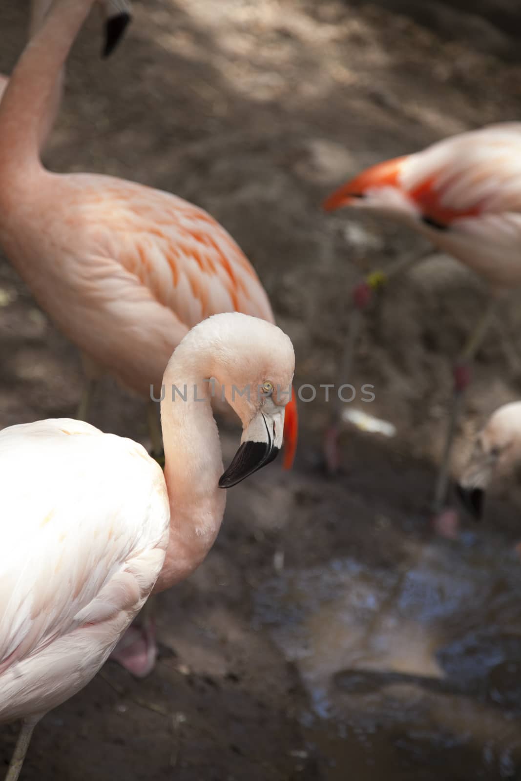 Flamingo standing in lagoon