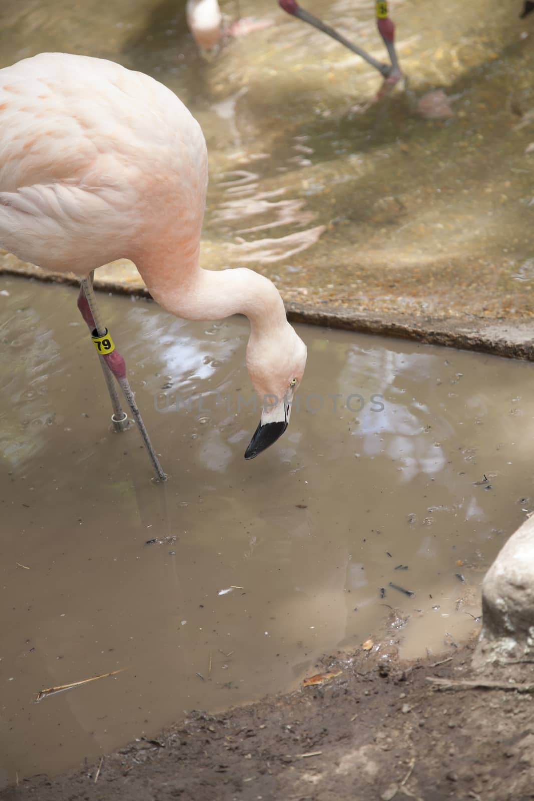 Flamingo drinking from lagoon