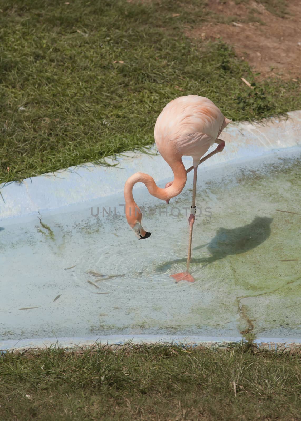 Flamingo Drinking by tornado98