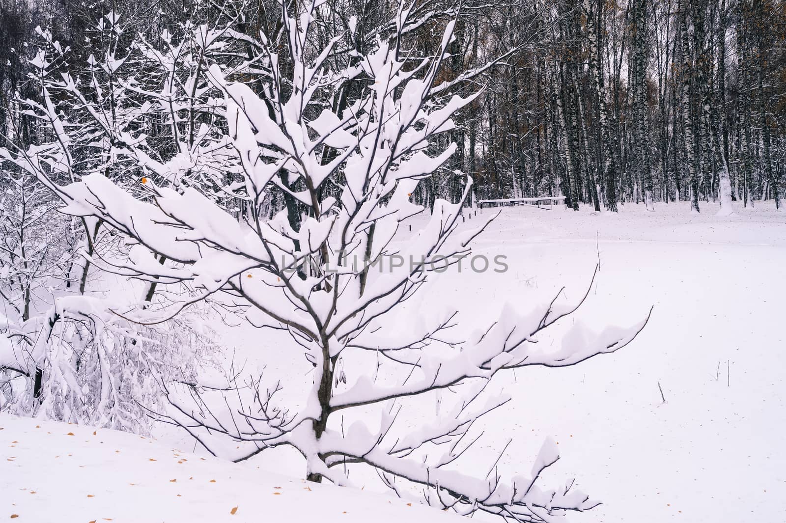 Snow-covered trees in the park