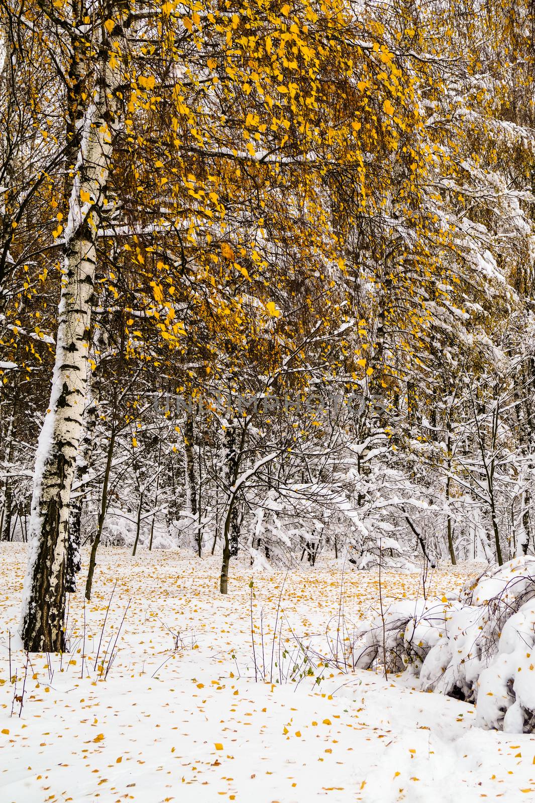 Snow-covered trees by Oleczka11