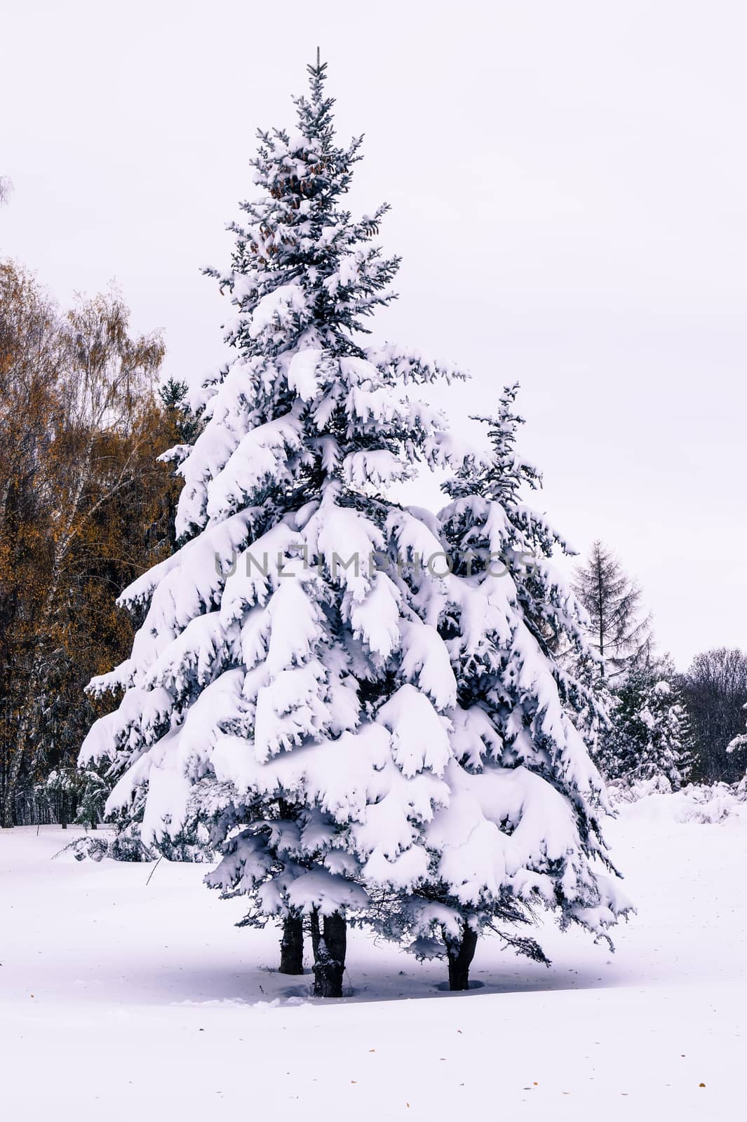 Snow-covered trees in the park