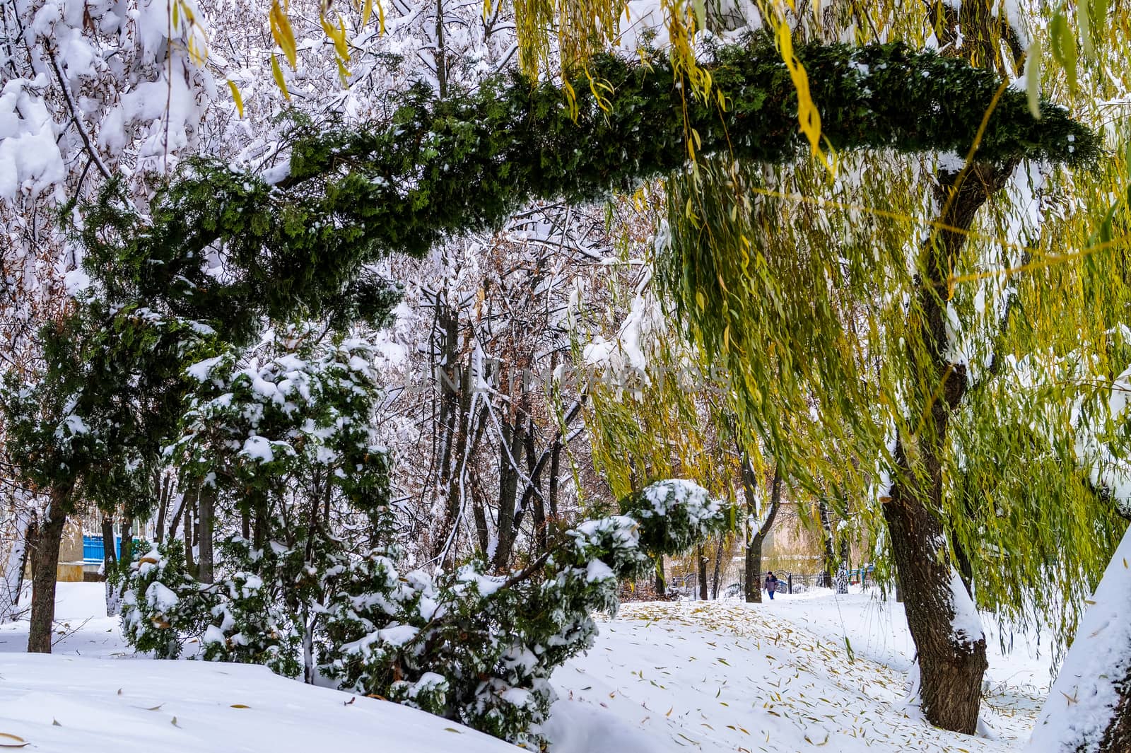 trees covered with snow arc by Oleczka11