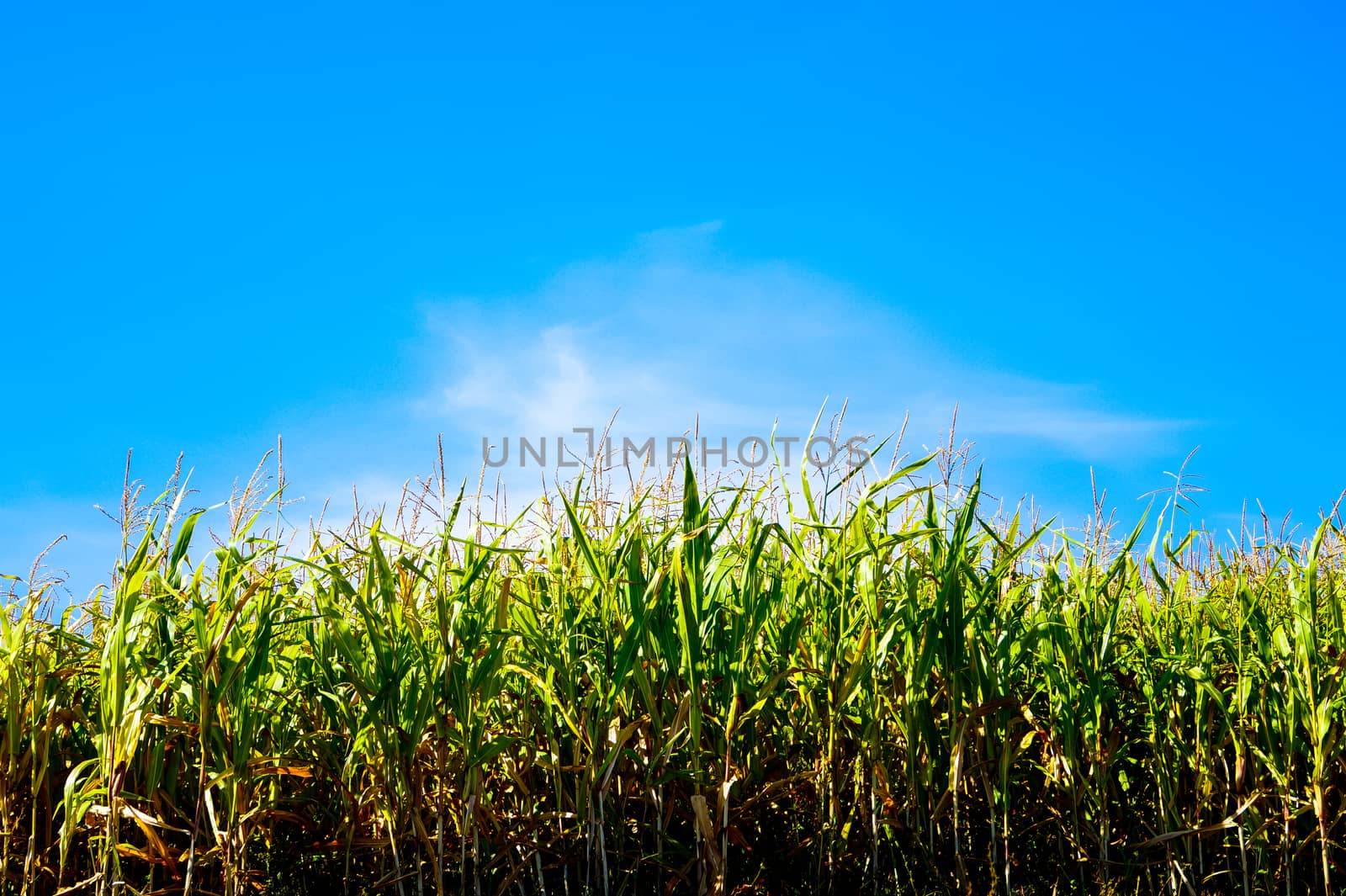 Field of corn against the sky