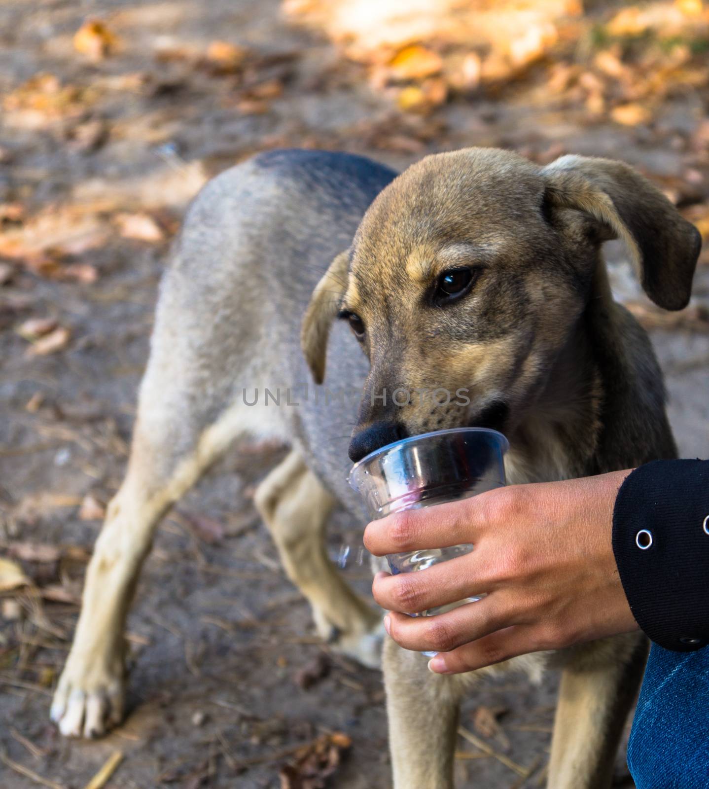 Help  man gives the dog to drink water from the hands