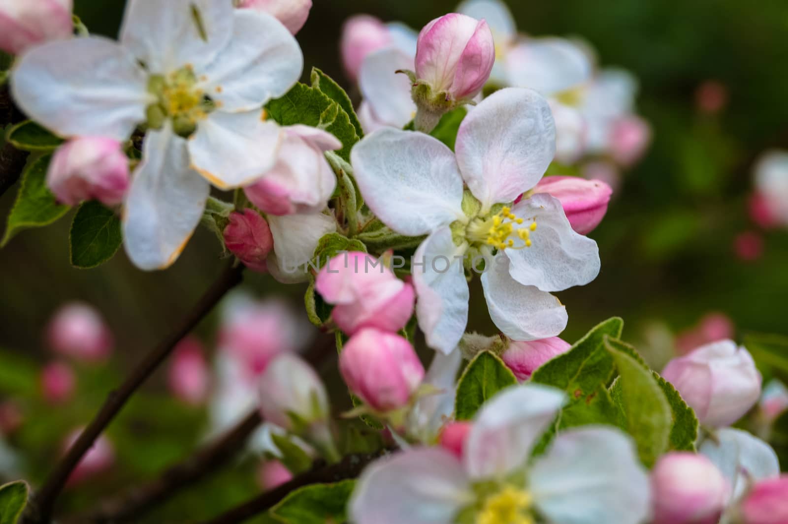 Apple-blossom a spring twig tree by Oleczka11