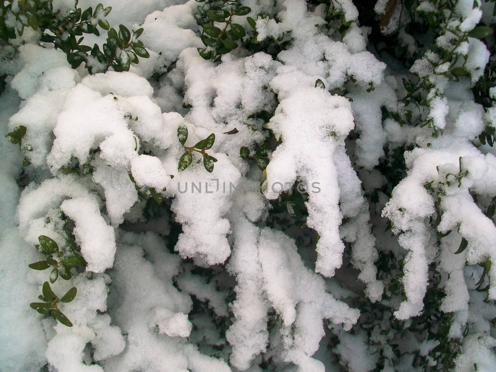 background snowy winter Bush detail