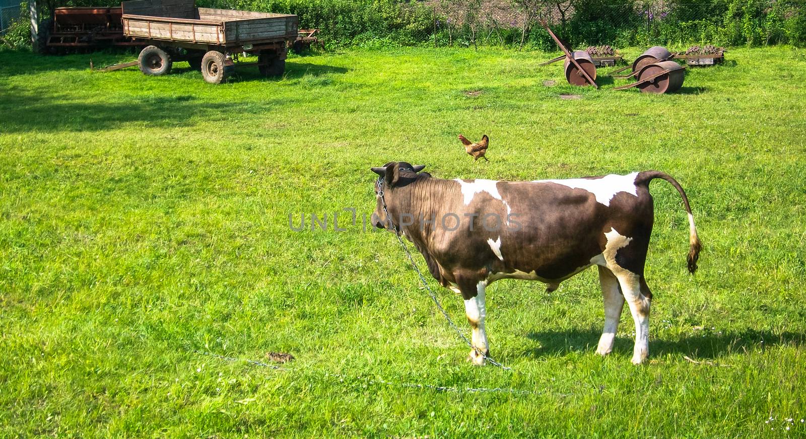 farm cow waiting for the owner