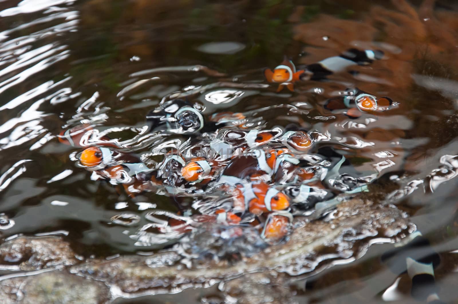 Clownfish farming in cement pool by ngarare