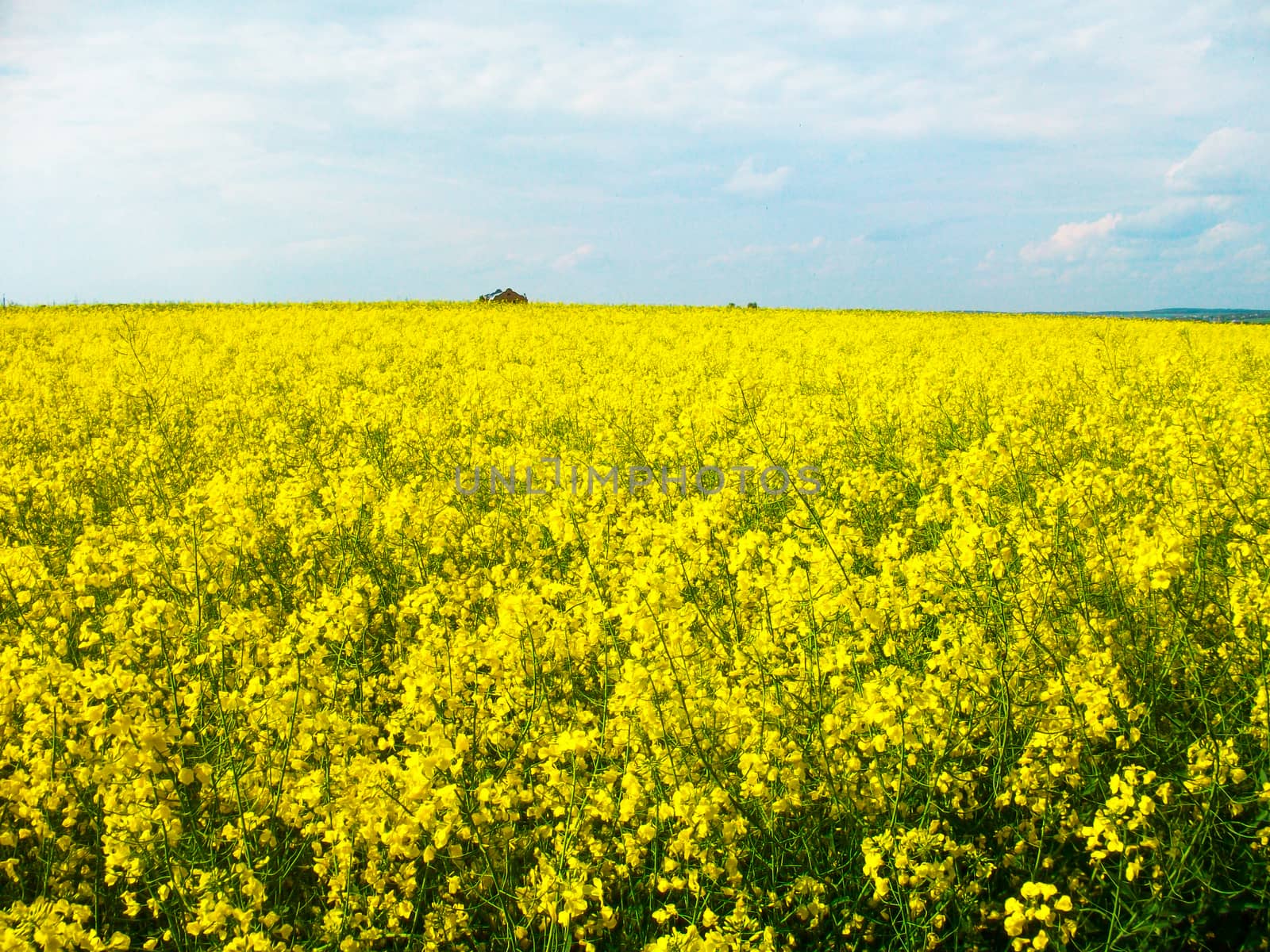 a carpet of flowers rpace on the field