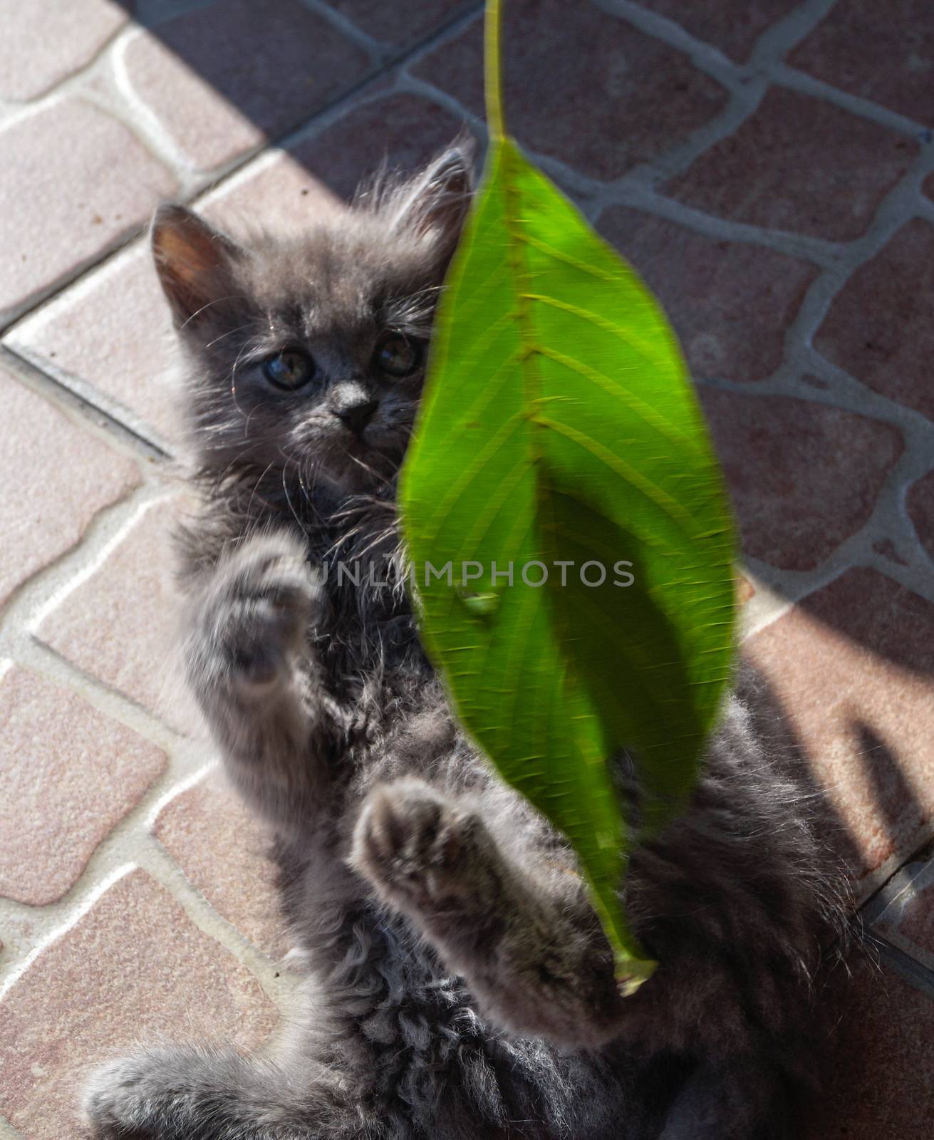 kitten plays  leaf by Oleczka11