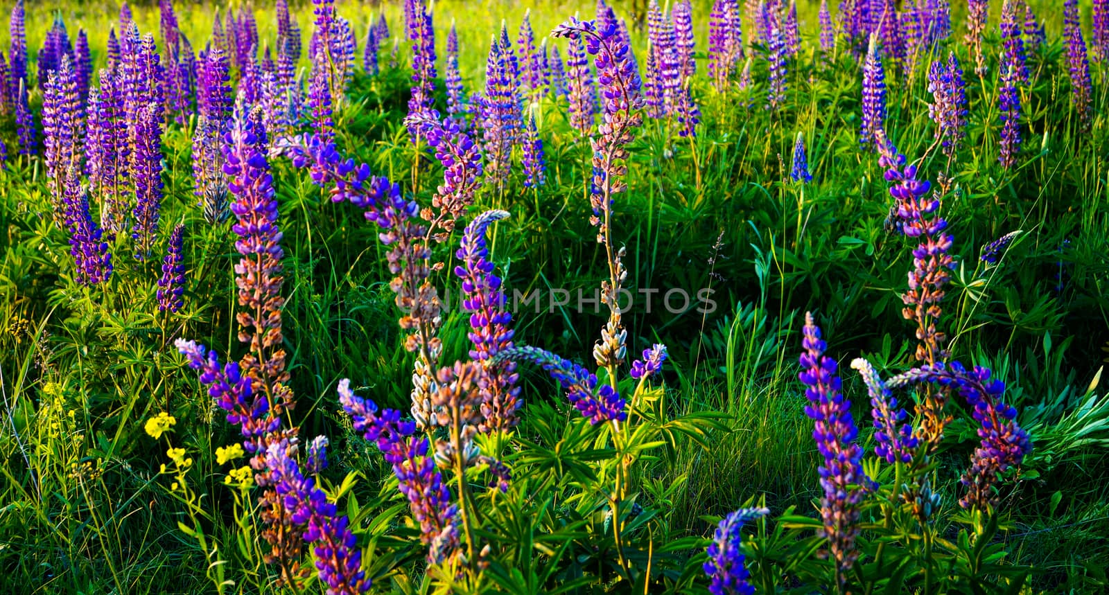 alley unusually beautiful flowers Lupin