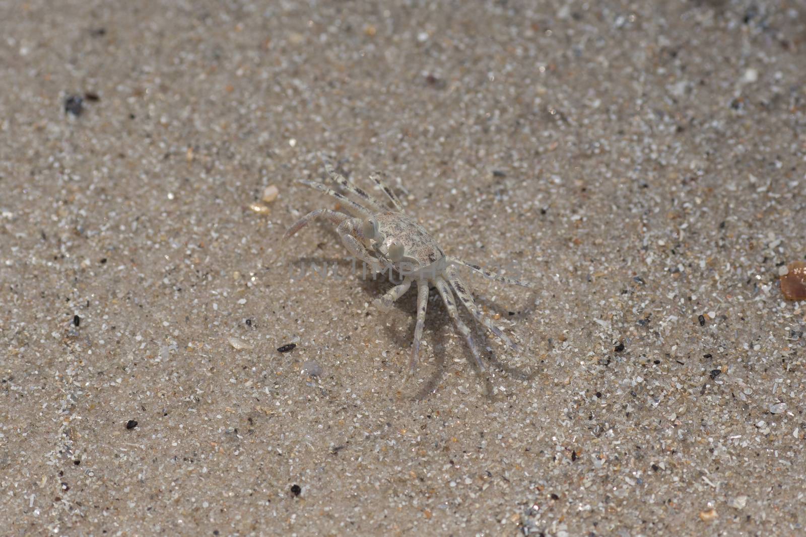 Small Crab on sand of the beach by ngarare