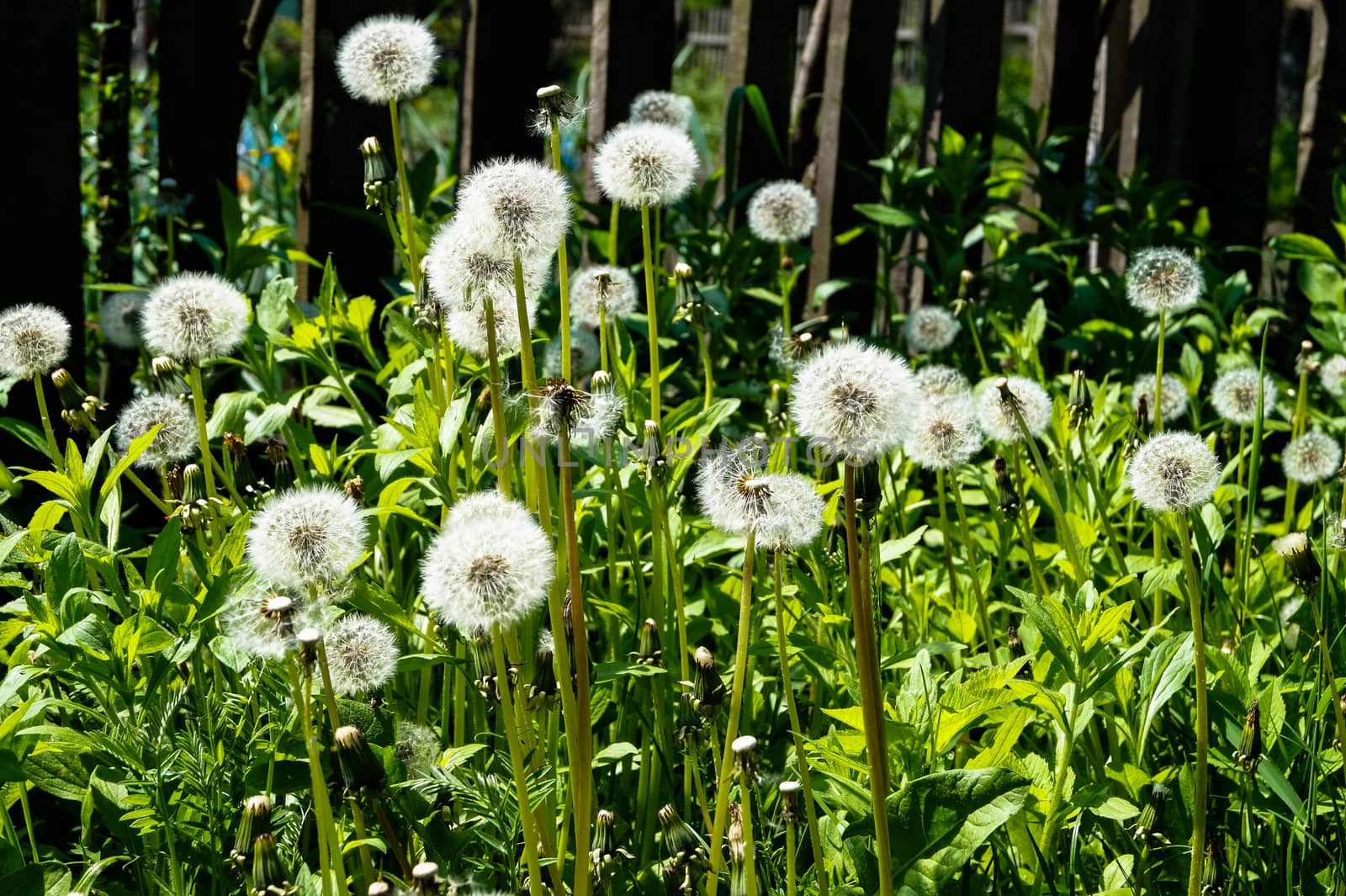 dandelions grow at the fence