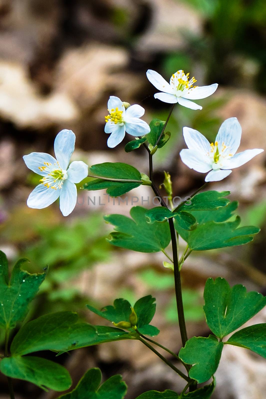 White spring flowers  woods find by Oleczka11