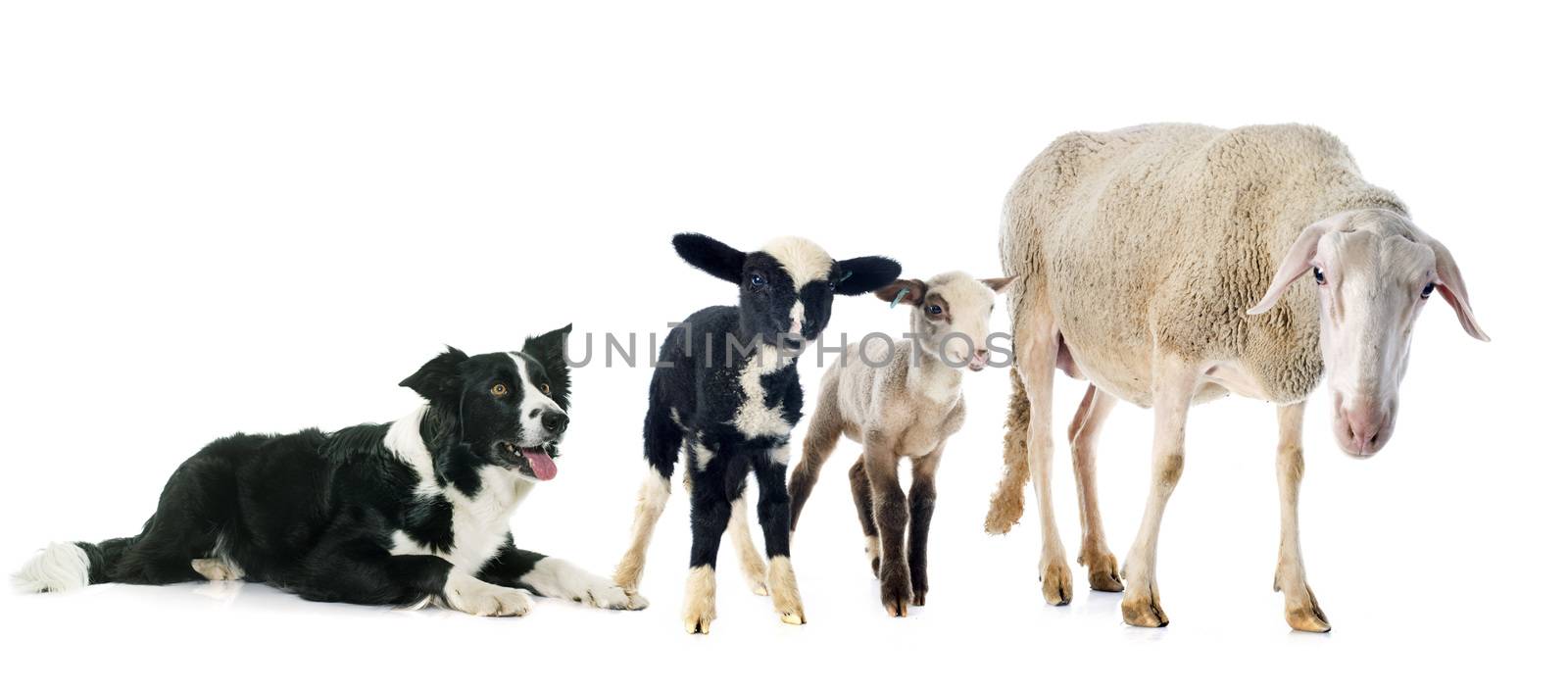border collie and sheeps by cynoclub