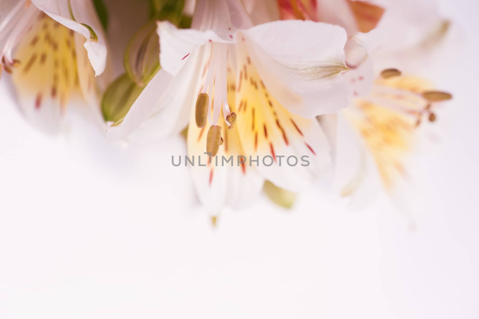 white flower of Chrysanthemum on the background and place for text.