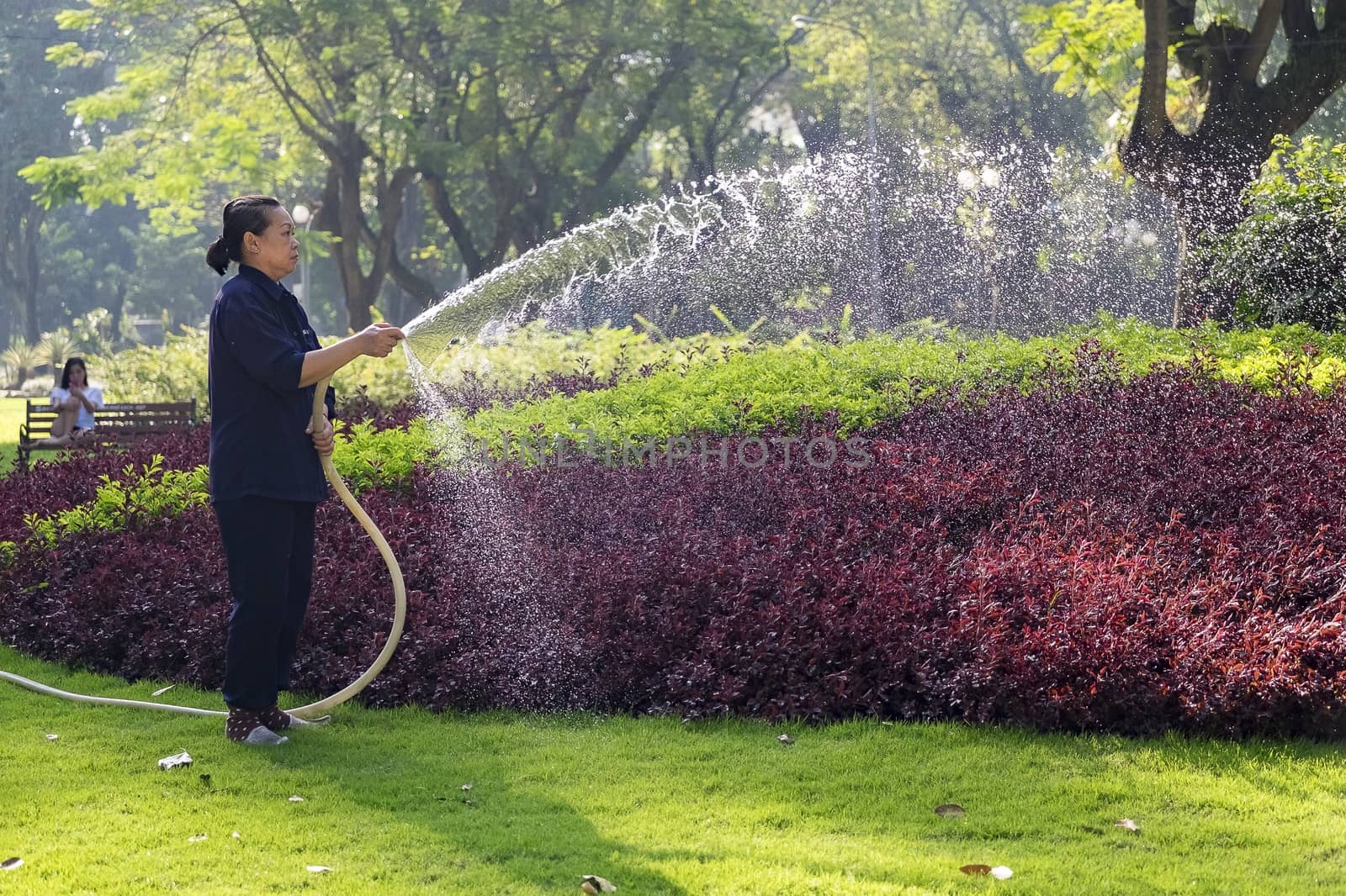 Unidentified Vietnamese woman with conical hat watering grass in a park.